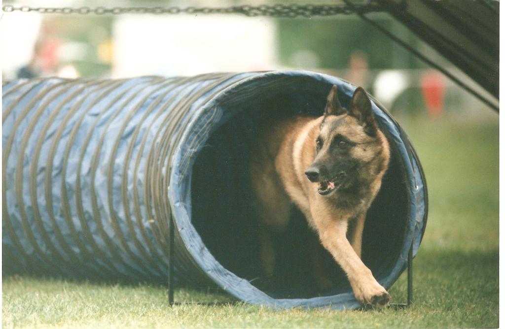 Lexy agility photo