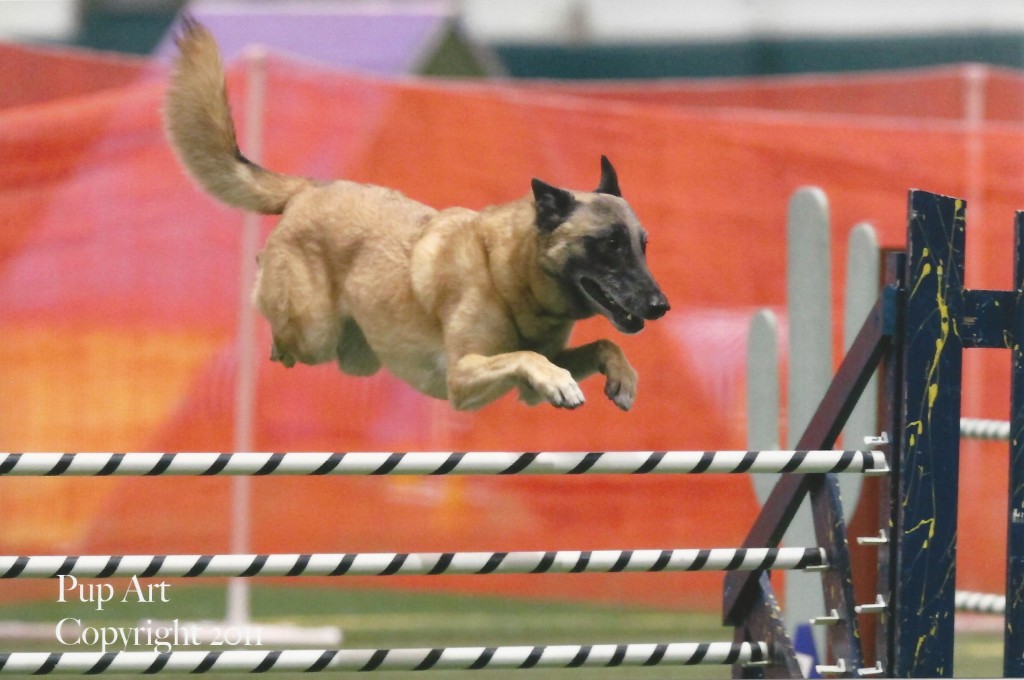 Lore Agility-Jump 2011 - ABMC