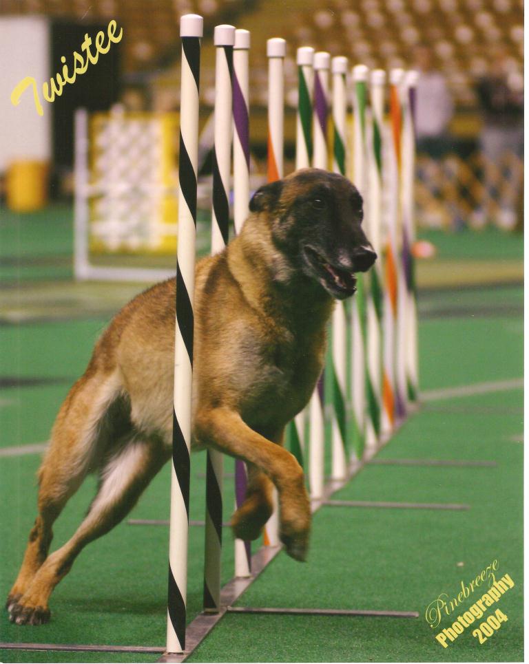 Twistee agility weave photo