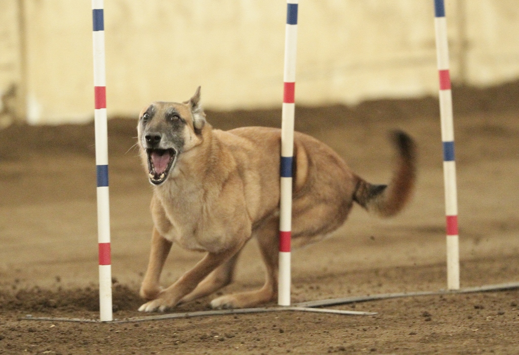 Zenith agility photo resize